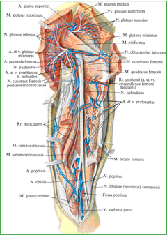 Нервы, артерии и вены бедра, правого
