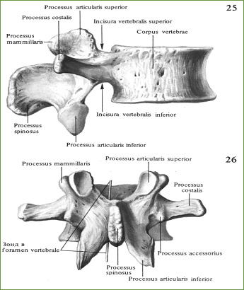 Третий поясничный позвонок, vertebra lumbalis; вид справа