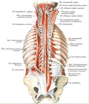 Мышцы спины, задней области шеи и подзатылочные мышцы