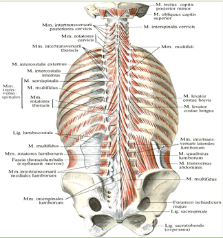 Мышцы спины и подзатылочные мышцы