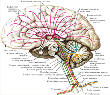Восходящие пути спинного и головного мозга