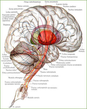 Нисходящие пути спинного и головного мозга