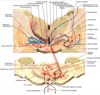 Проводящие пути внутренней капсулы и ножек мозга (полусхематично)