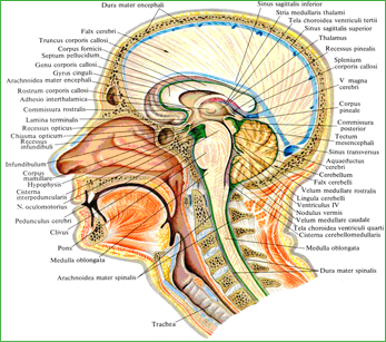 954 Оболочки головного и спинного мозга. (Распил, проведенный немного влево от срединной плоскости; виден серп большого мозга и его отношение к мозолистому телу.)