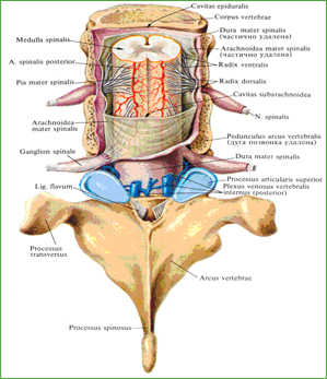 Оболочки спинного мозга, meninges medullae spinalis; вид сзади. (Дуги и остистые отростки двух позвонков удалены) 