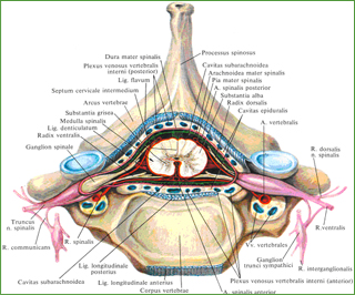 спинного мозга, meninges medullae spinalis; вид сверху. (Поперечный разрез через межпозвоночный хрящ.)  