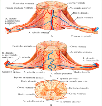 Артерии и вены спинного мозга, aa. et vv. spinales. А – вид спереди. Б – вид сзади. В – вид сверху 