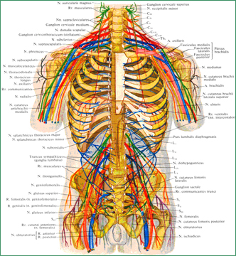 Спинномозговые нервы, nn. spinales; вид спереди (схема)