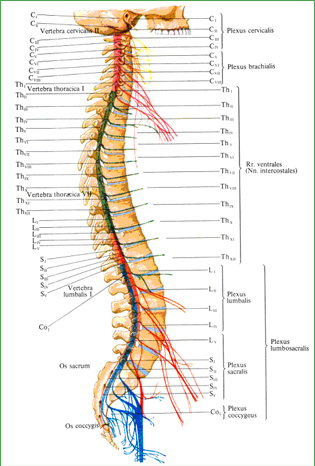 Проекция спинномозговых корешков и нервов на позвоночный столб (схема)