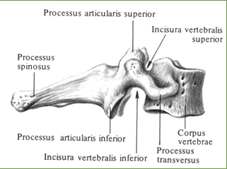 Седьмой шейный, позвонок, vertebra prominens