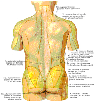 1029 Области распространения кожных нервов туловища; вид сзади (полусхематично)