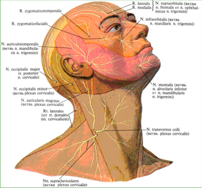 Области распространения кожных нервов головы и шеи; вид справа (полусхематично)
