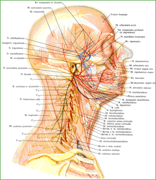 Нервы головы и шеи; вид справа (полусхематично). (Двигательные нервы.)