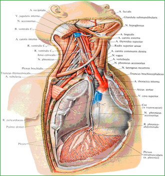 Диафрагмальный нерв, n. phrenicus, правый (по препаратам П. Евдокимова). (Мышцы шеи большей частью удалены; правая половина грудной клетки вскрыта.) 