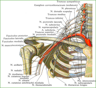 Плечевое сплетение, plexus brachialis (полусхематично)