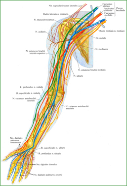 Плечевое сплетение, plexus brachialis, и нервы свободной части верхней конечности, правой; внутренняя поверхность