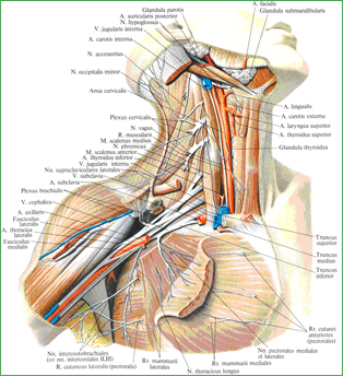 Нервы шеи и пояса верхней конечности; вид справа. (Шейное и плечевое сплетения; ключица и большая грудная мышца, а также поверхностные мышцы шеи частично удалены.) 
