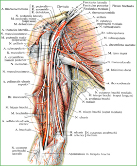 Нервы и артерии пояса верхней конечности и плеча, правого.  (Передневнутренняя поверхность.) 