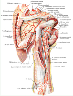 Артерии и нервы пояса верхней конечности и плеча, правого