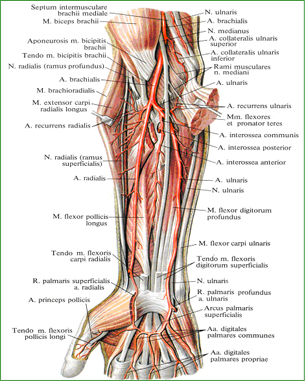 Артерии и нервы предплечья и кисти, правой
