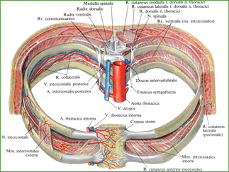Межреберные нервы, артерии и вены; вид сверху и немного спереди